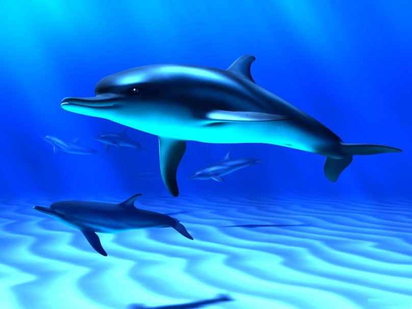 3d Dolphins Close Wallpaper