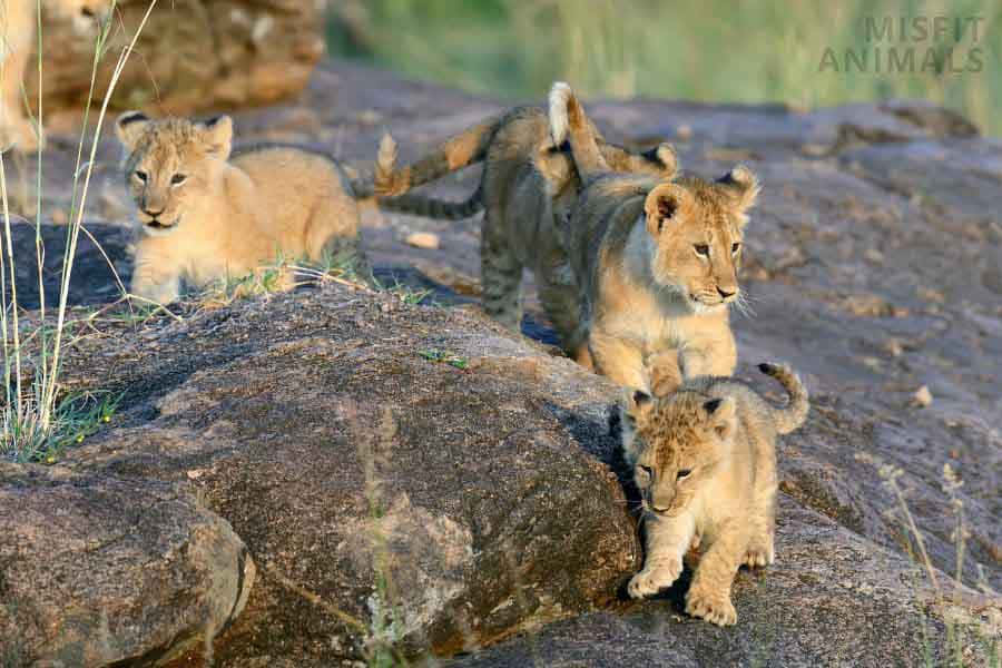 Cute Baby Lion Wallpaper