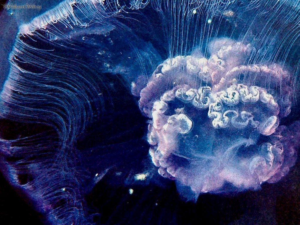 Moon Jellyfish Animals