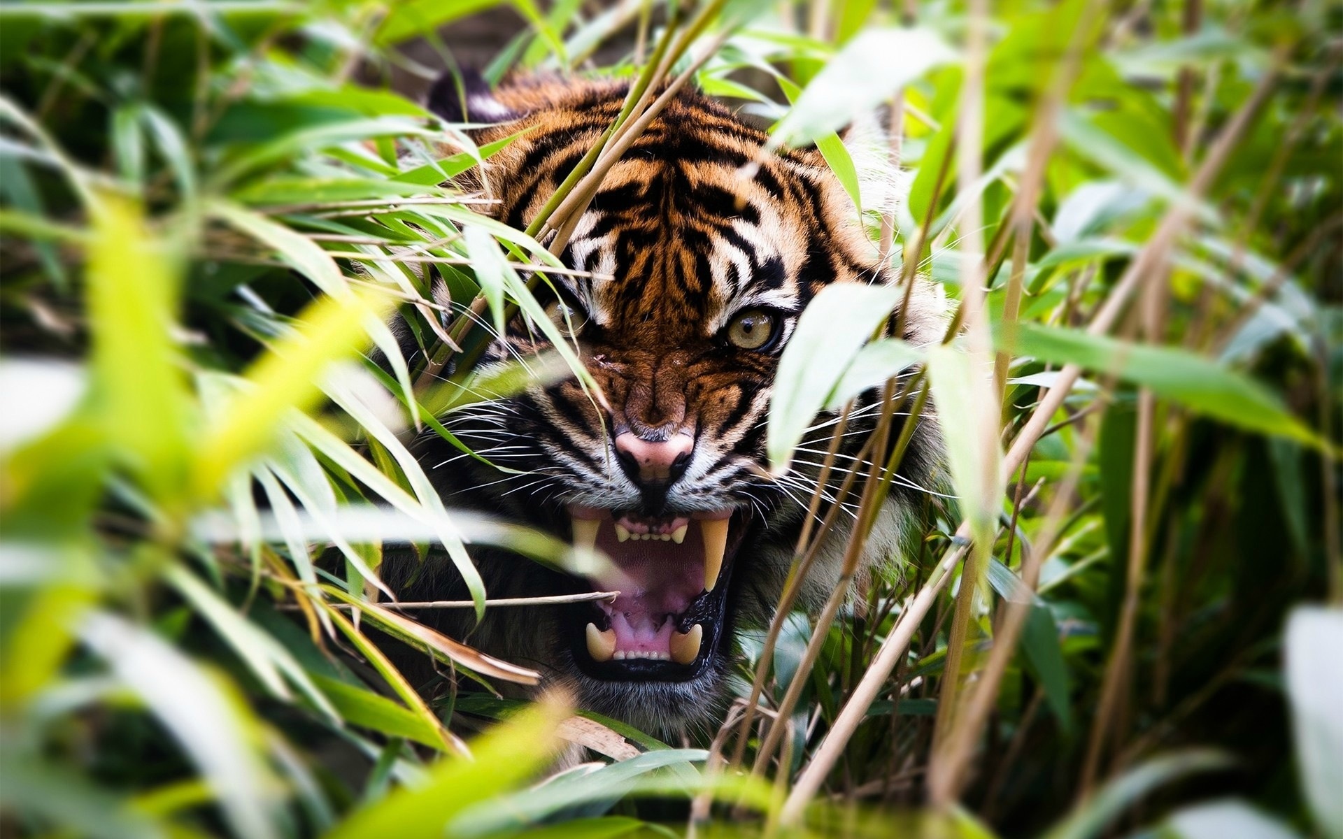 Tiger Roaring I