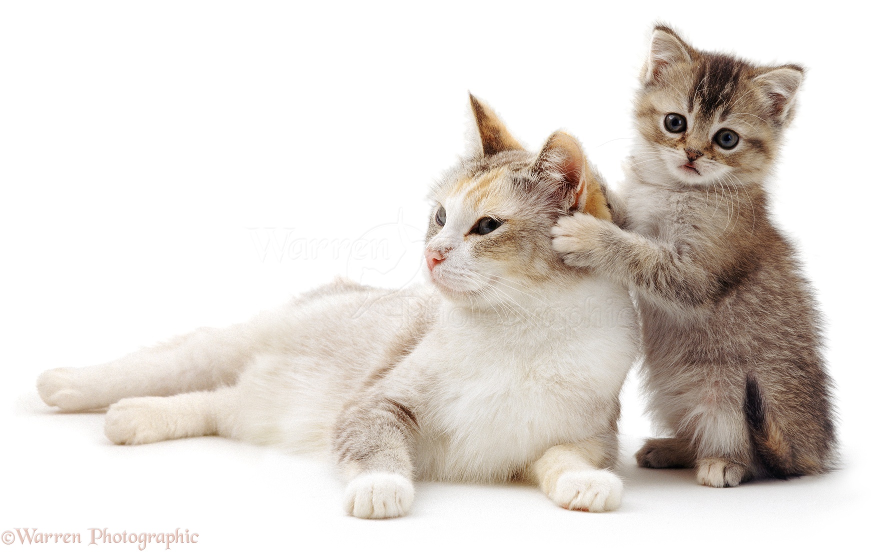 White Mother Cat Pearl With Her Brown Ticked Tabby Kitten Weeks Old