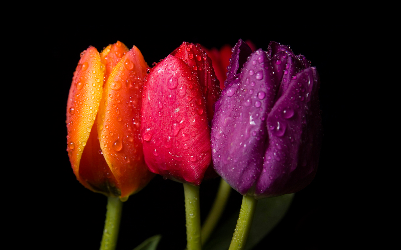 Spring Flowers On Black Background Beautiful Wallpaper