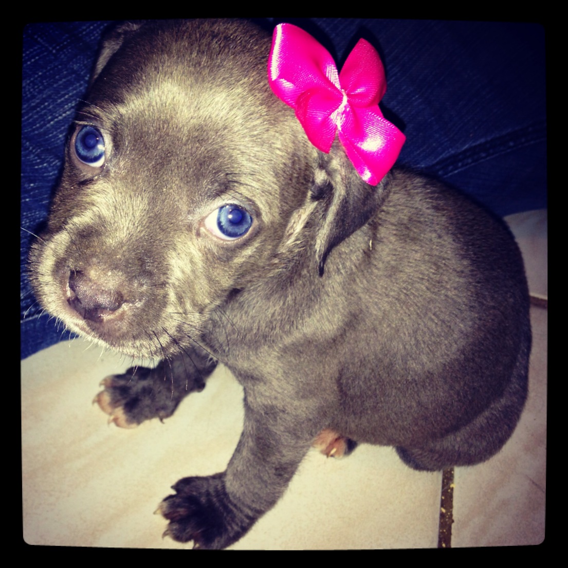 Pitbull Puppies Pictures Archives Lover