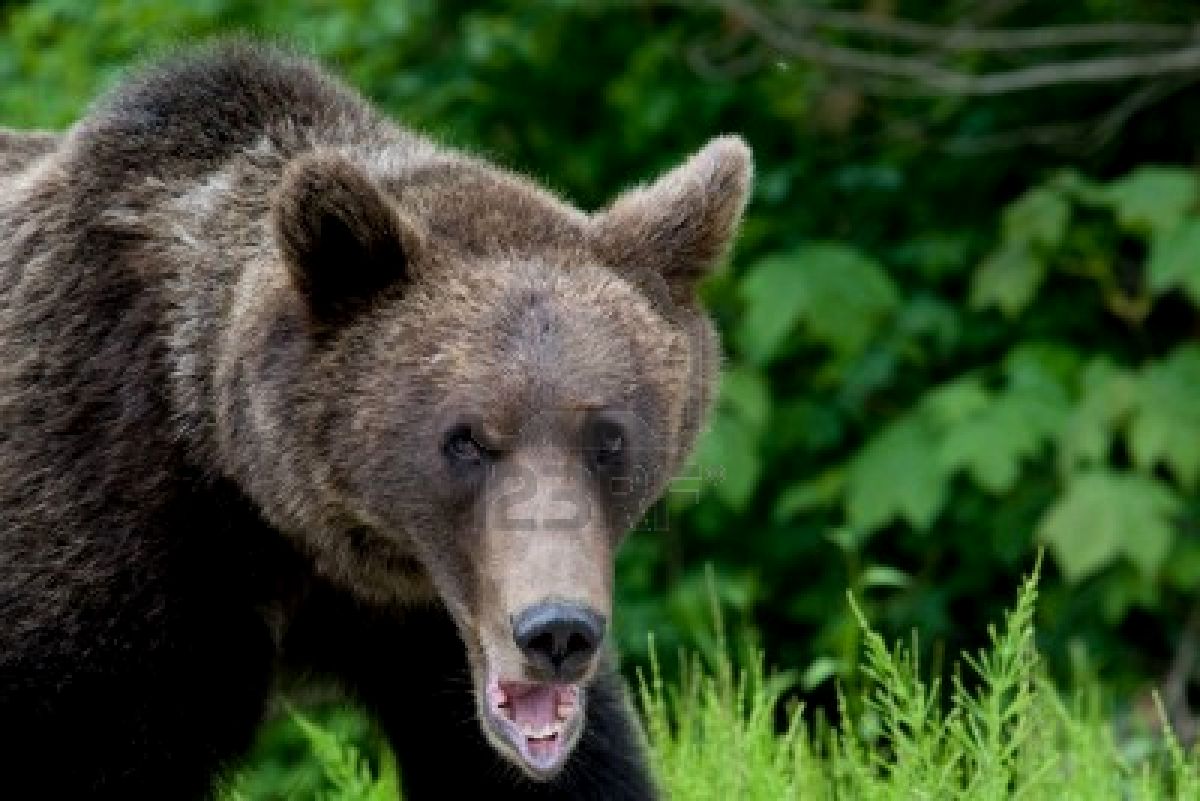 Animals Wild Bear Wallpaper Dangerous
