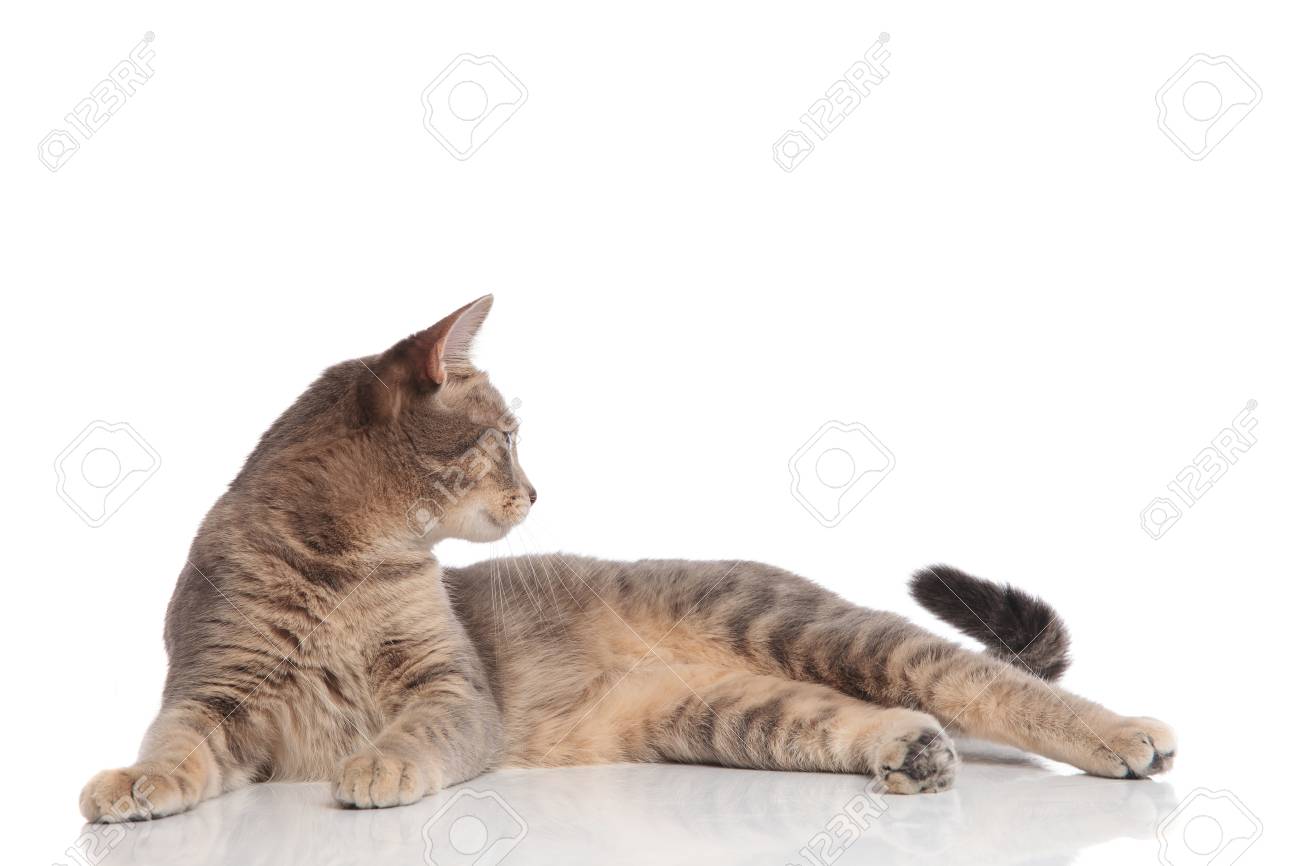 Side Of Curious Grey Metis Cat Lying On White Background