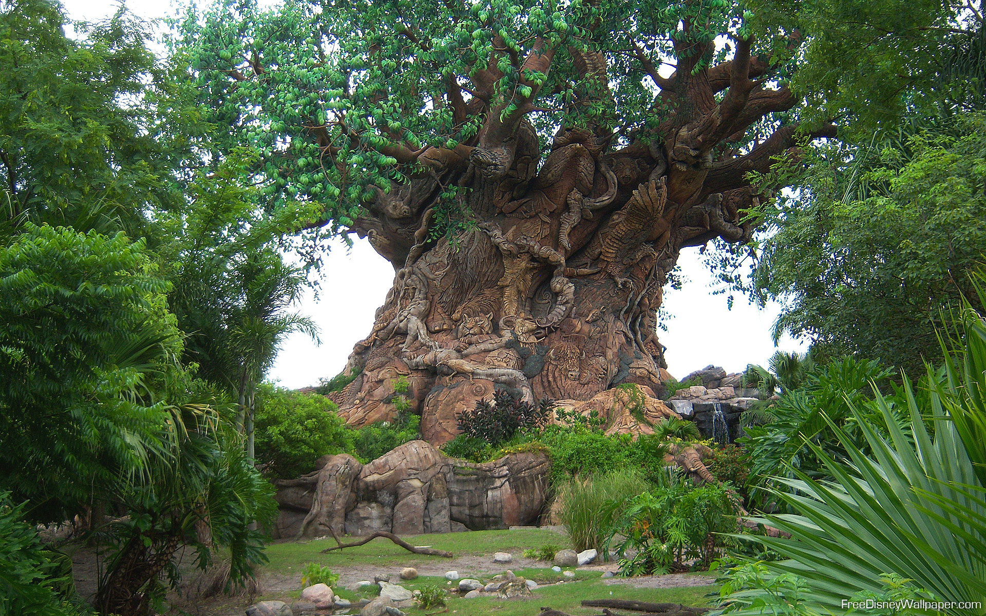 Tree Of Life Disney S Animal Kingdom Trunk Detail Wallpaper