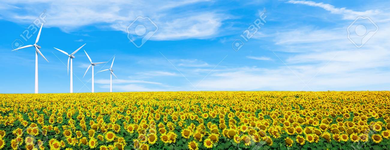 Sunflowers Field On Sky Summer Landscape Wallpaper Beautiful