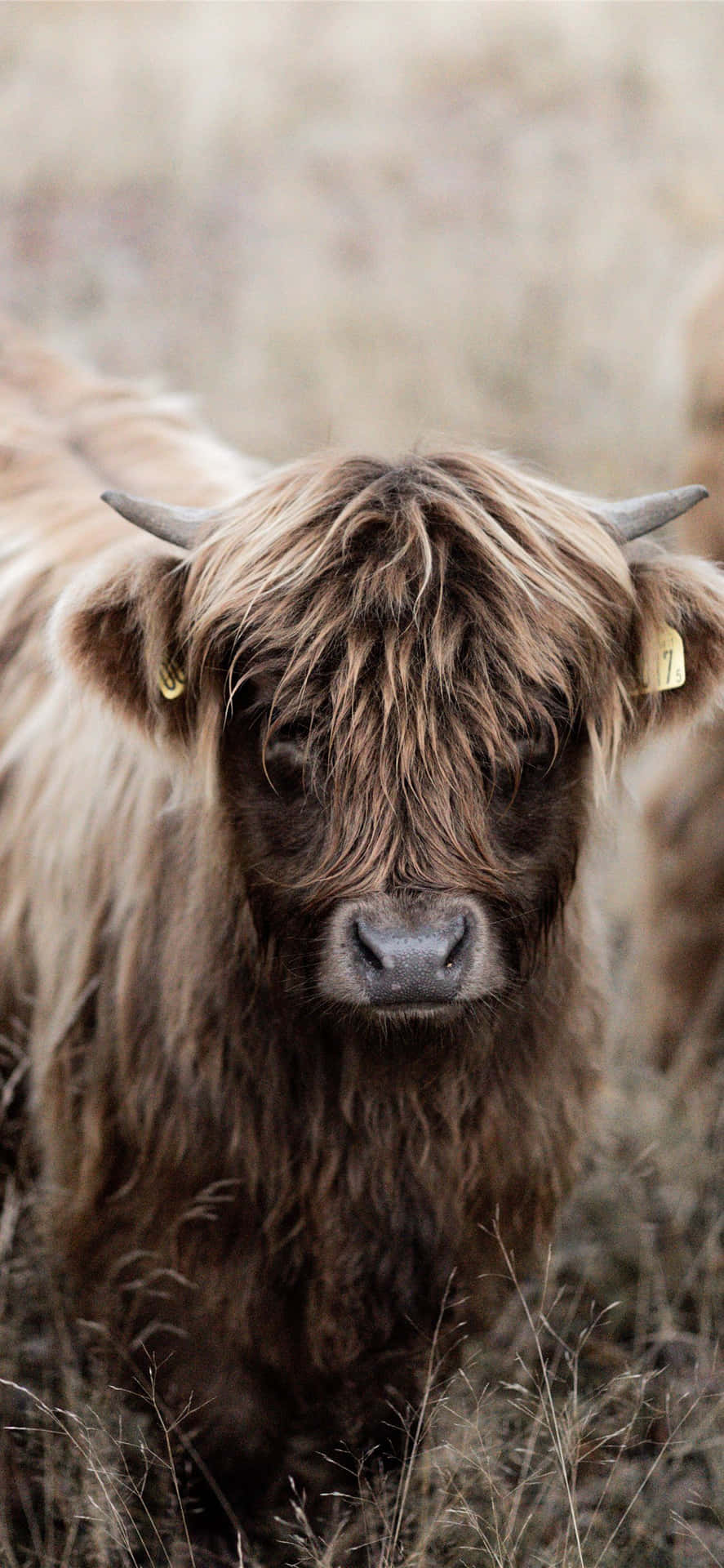 Cow iPhone Wallpaper