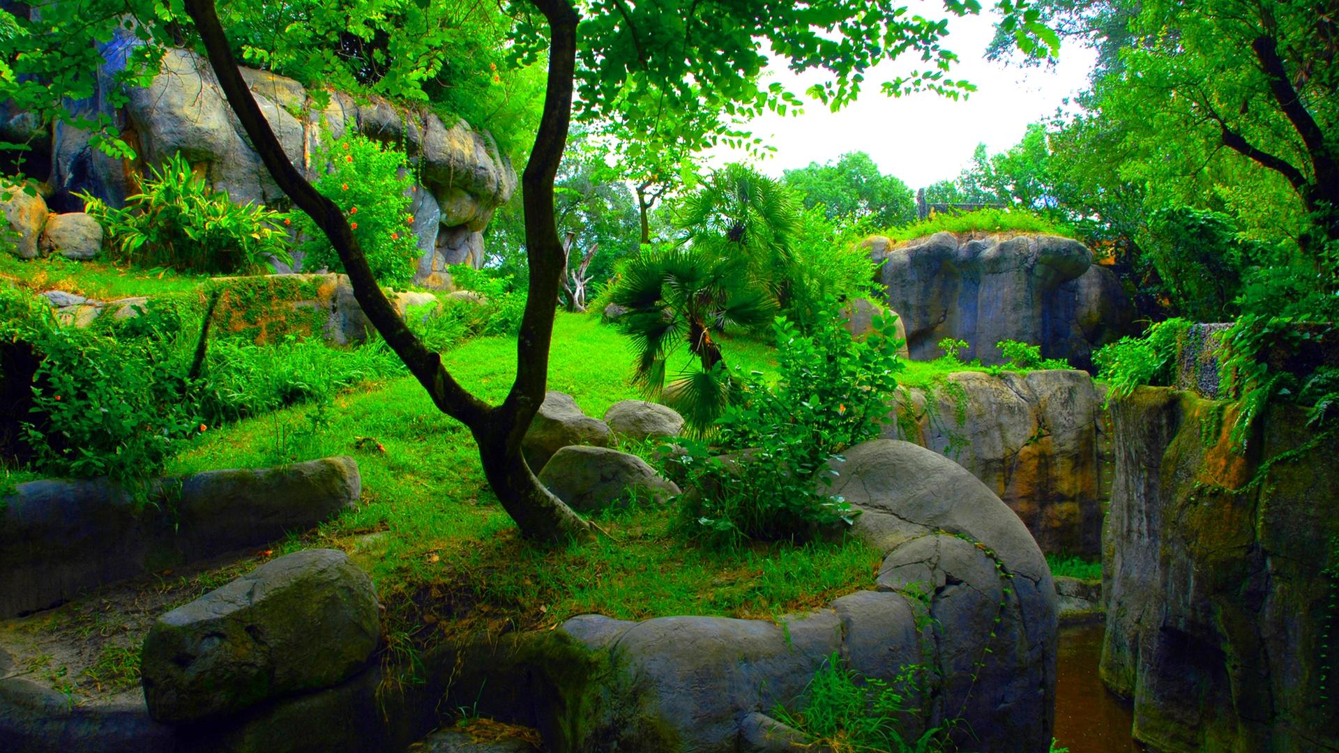 Lush Green Forest Desktop Wallpaper