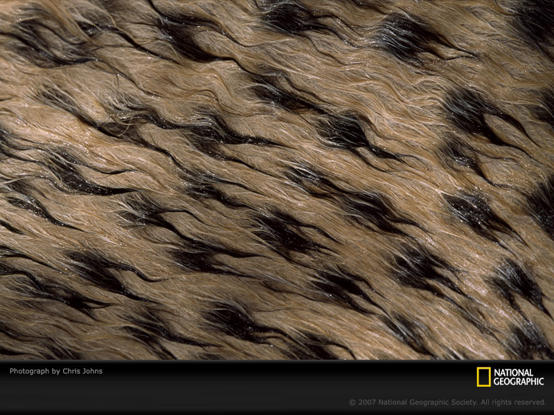 Fur Wallpaper Desktop