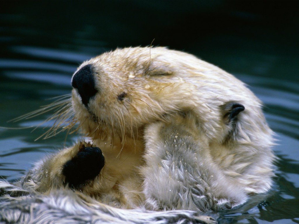 Animals Bath Time Sea Otter Desktop Wallpaper S