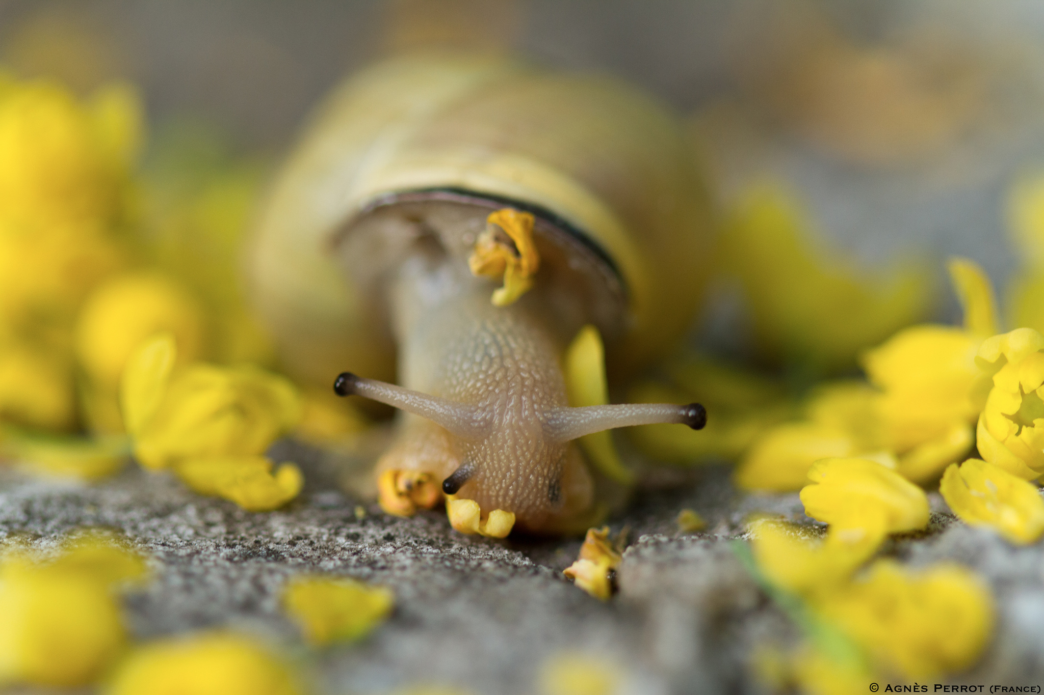 Animal Snail HD Wallpaper