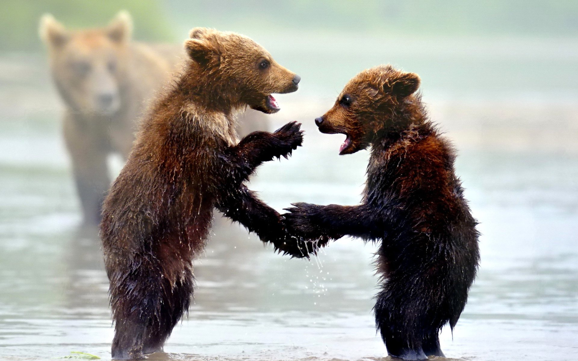 Cute Wallpaper iPhone Bear Gambar Gratis