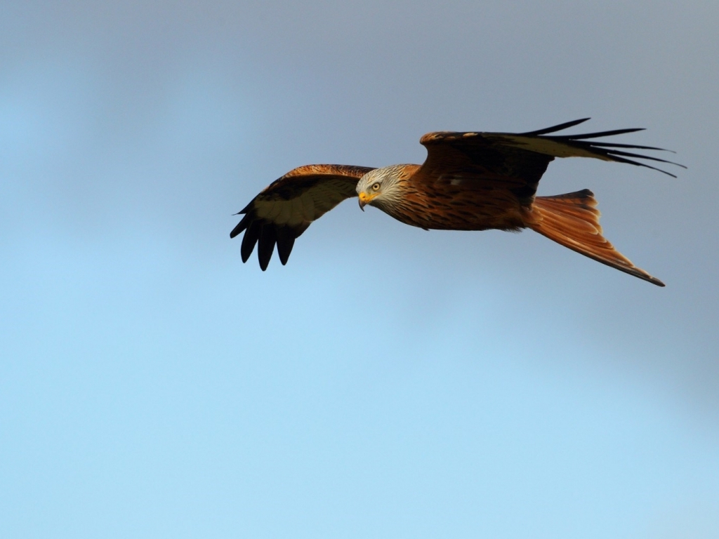Bird Of Prey Red Kite Wallpaper In Animals With