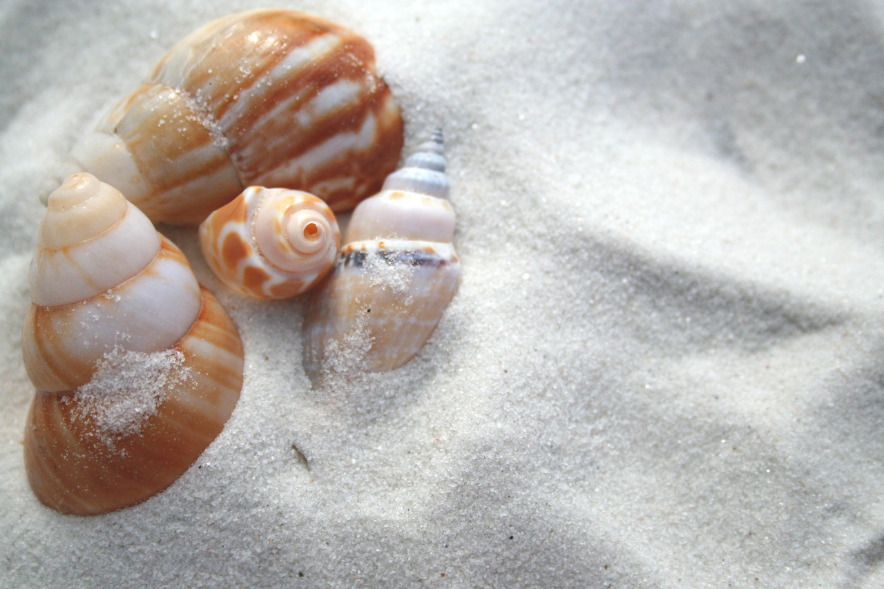 Seashells Background By Fff5ee