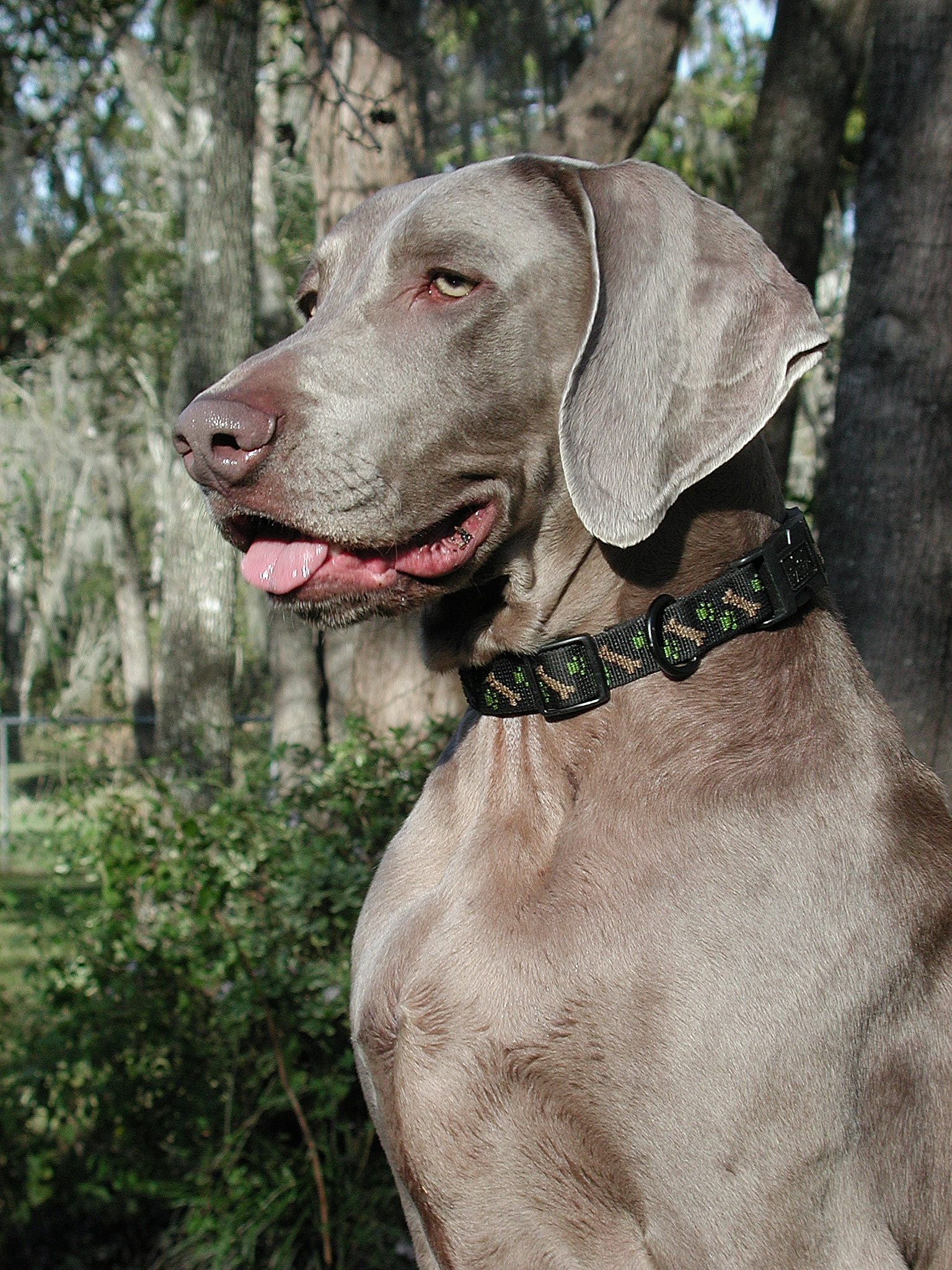 Weimaraner Dog Photo And Wallpaper Beautiful Pictures