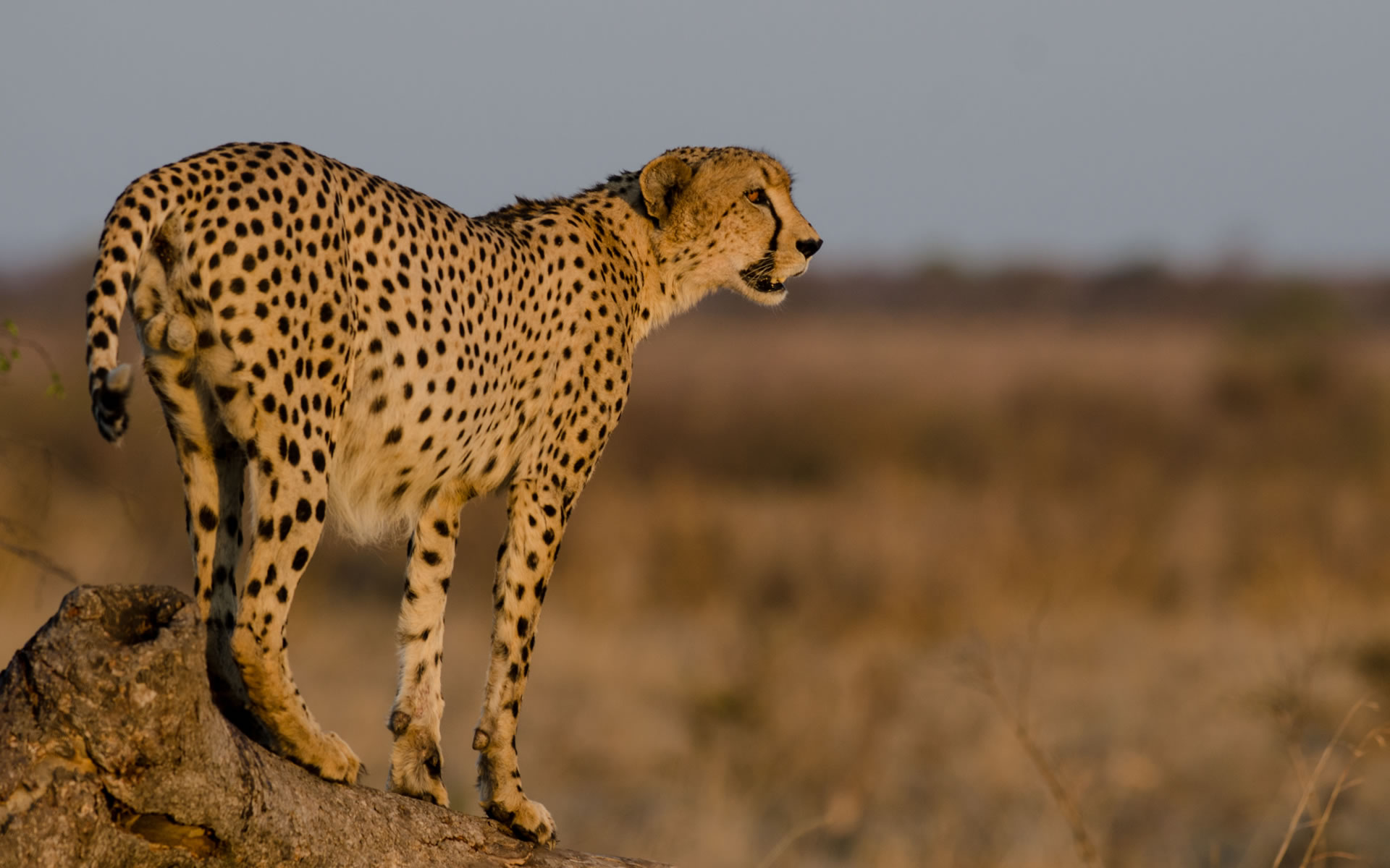 African Animals Wallpaper HD
