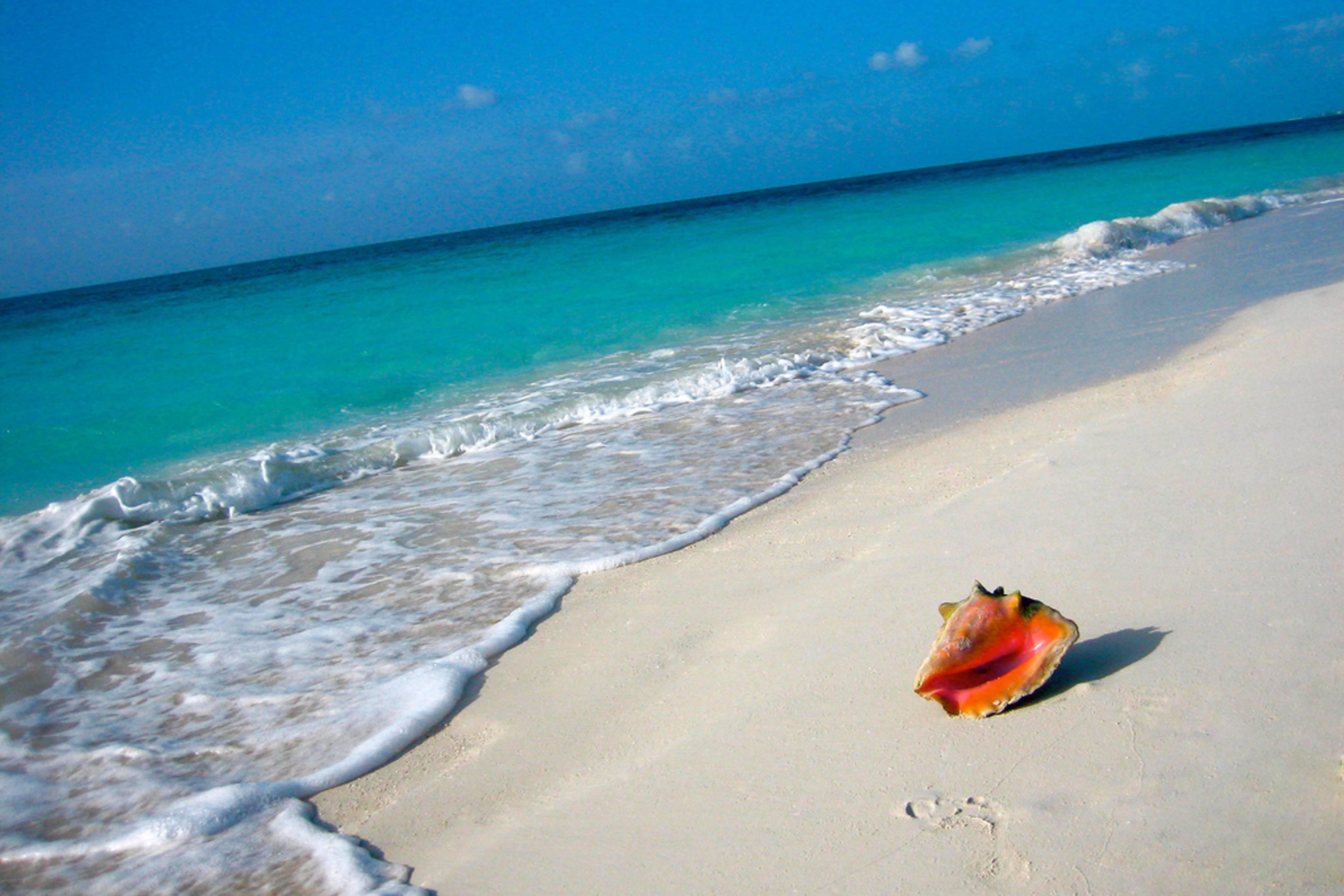 Conch Shell On Beach Tahiti High Quality And Resolution