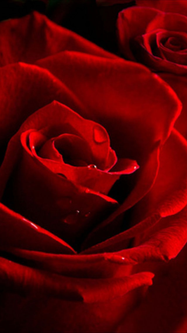 Red Roses iPhone5 Wallpaper iPhone Background