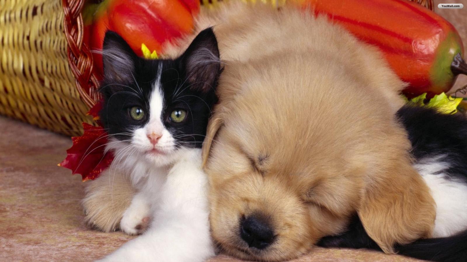   Cute Cat and Dog Wallpaper   wallpaperwallpapersfree wallpaper