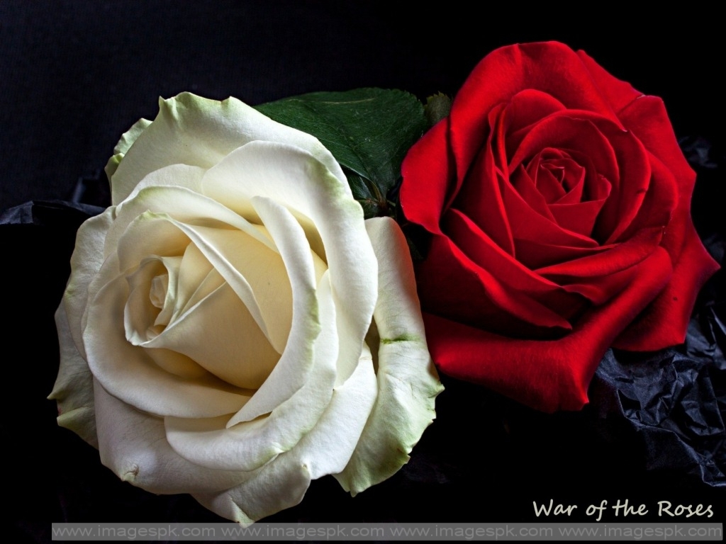 Red And White Rose   Imagespkcom