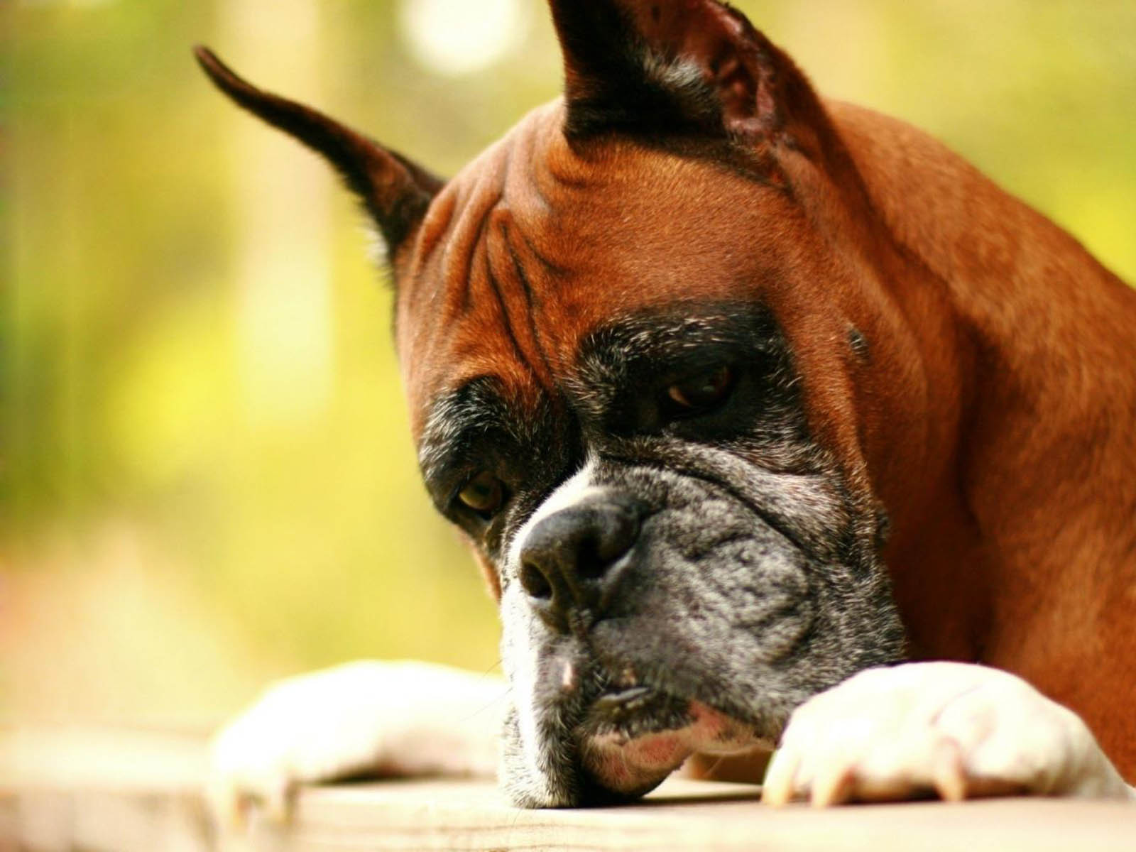 Tag Boxer Dog Wallpapers Images Photos Pictures and Backgrounds 1600x1200
