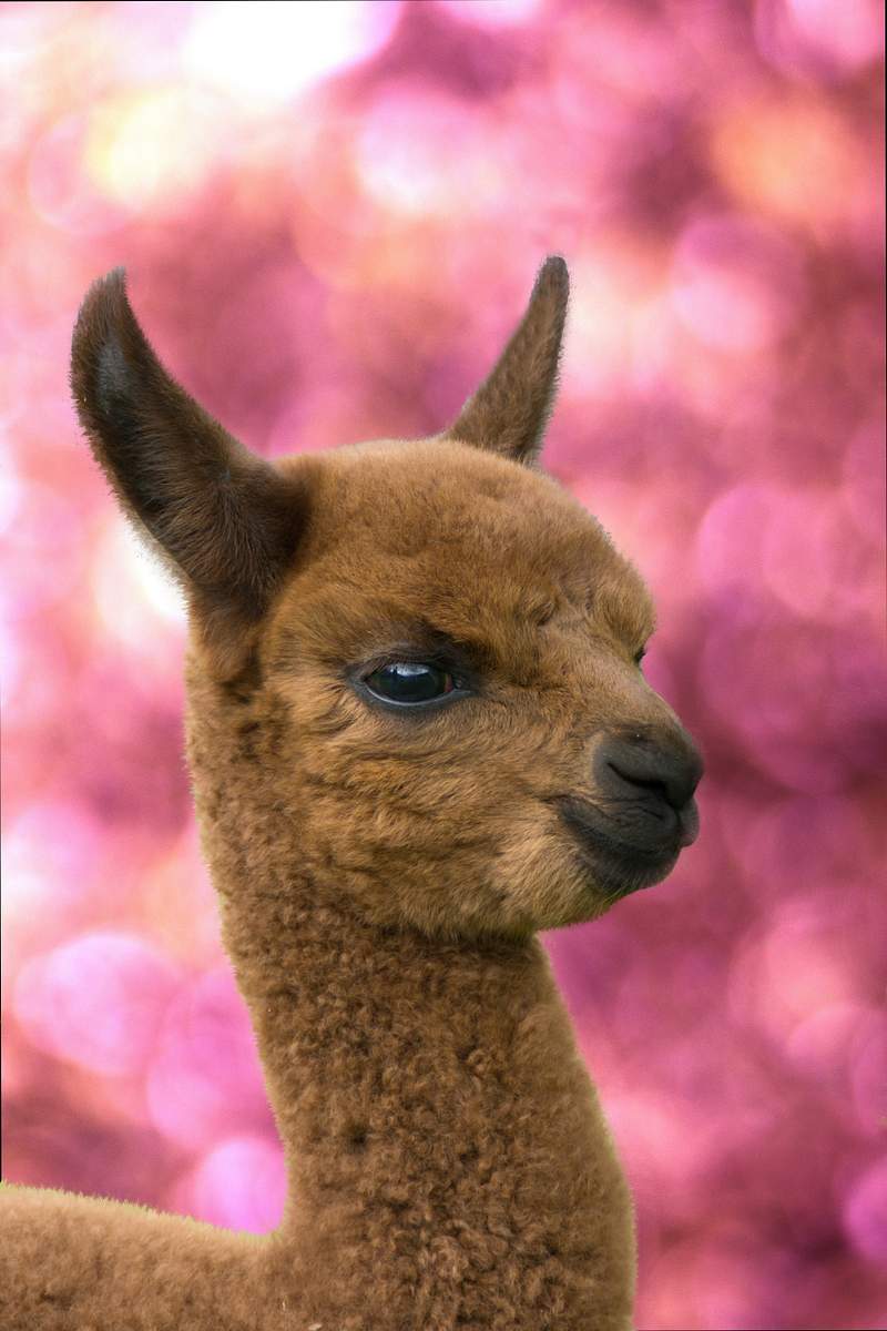 Photography Lama Image Wallpaper