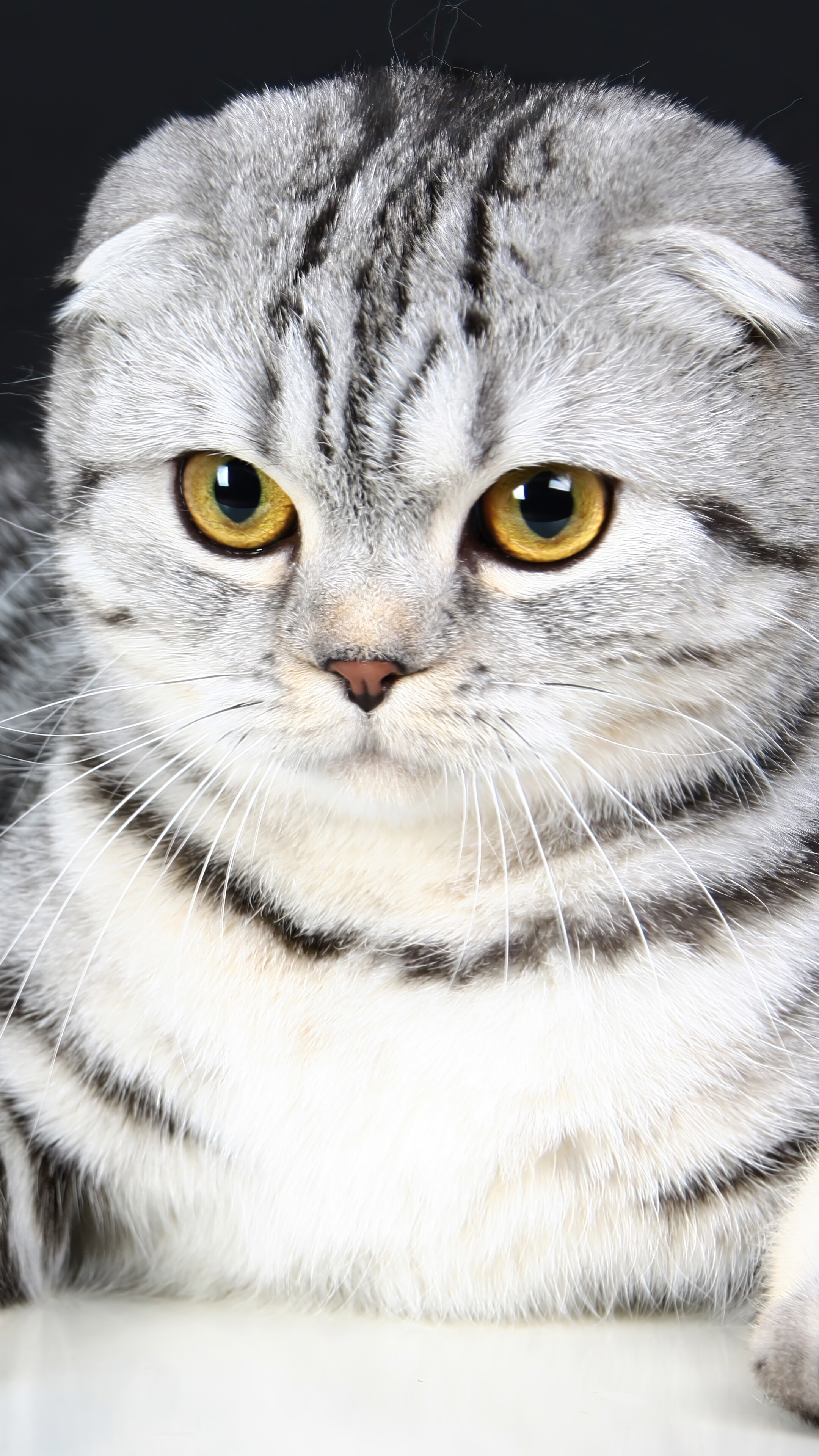 Scottish Fold Cat Kitten HD 4k Wallpaper