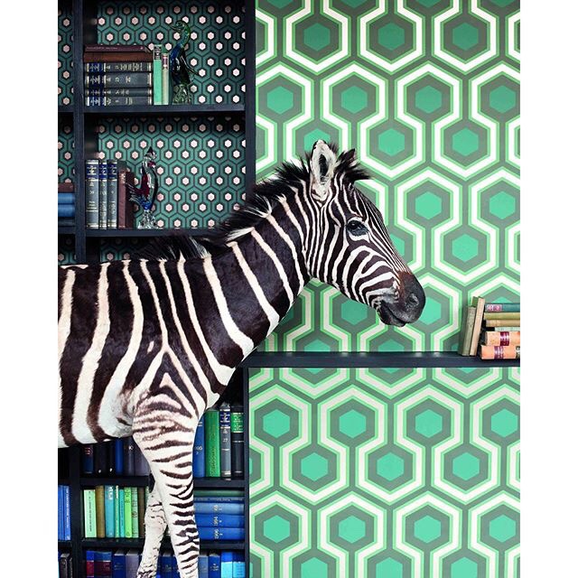 Wallpaper Cole Sons  Hicks Grand l Hicks Hexagon r