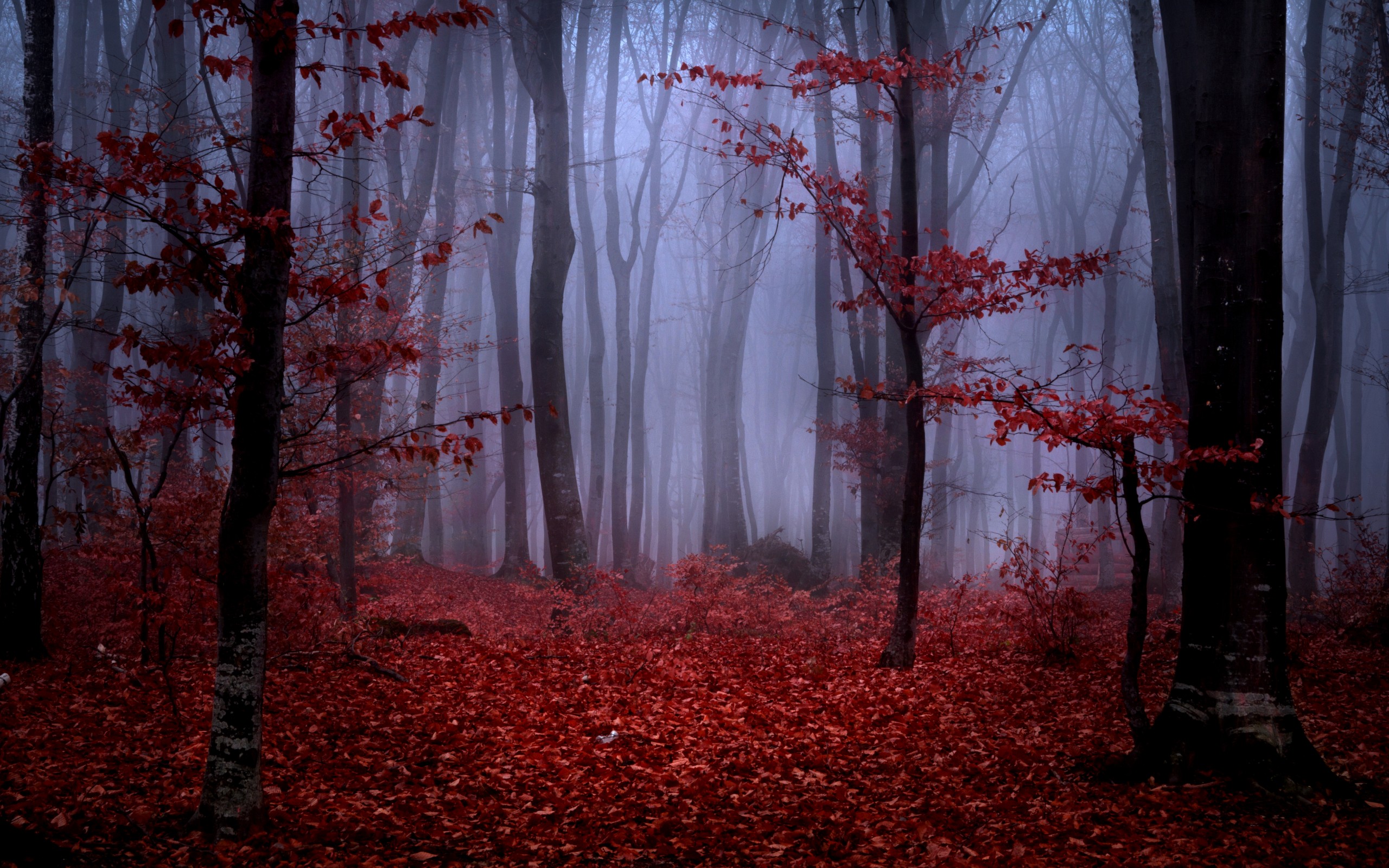 Forest Fog Autumn Trees Branches Leaves Maroon Red Nature Wallpaper