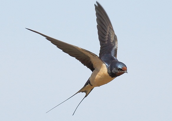 Swallow Wallpaper Animal Hq Pictures 4k