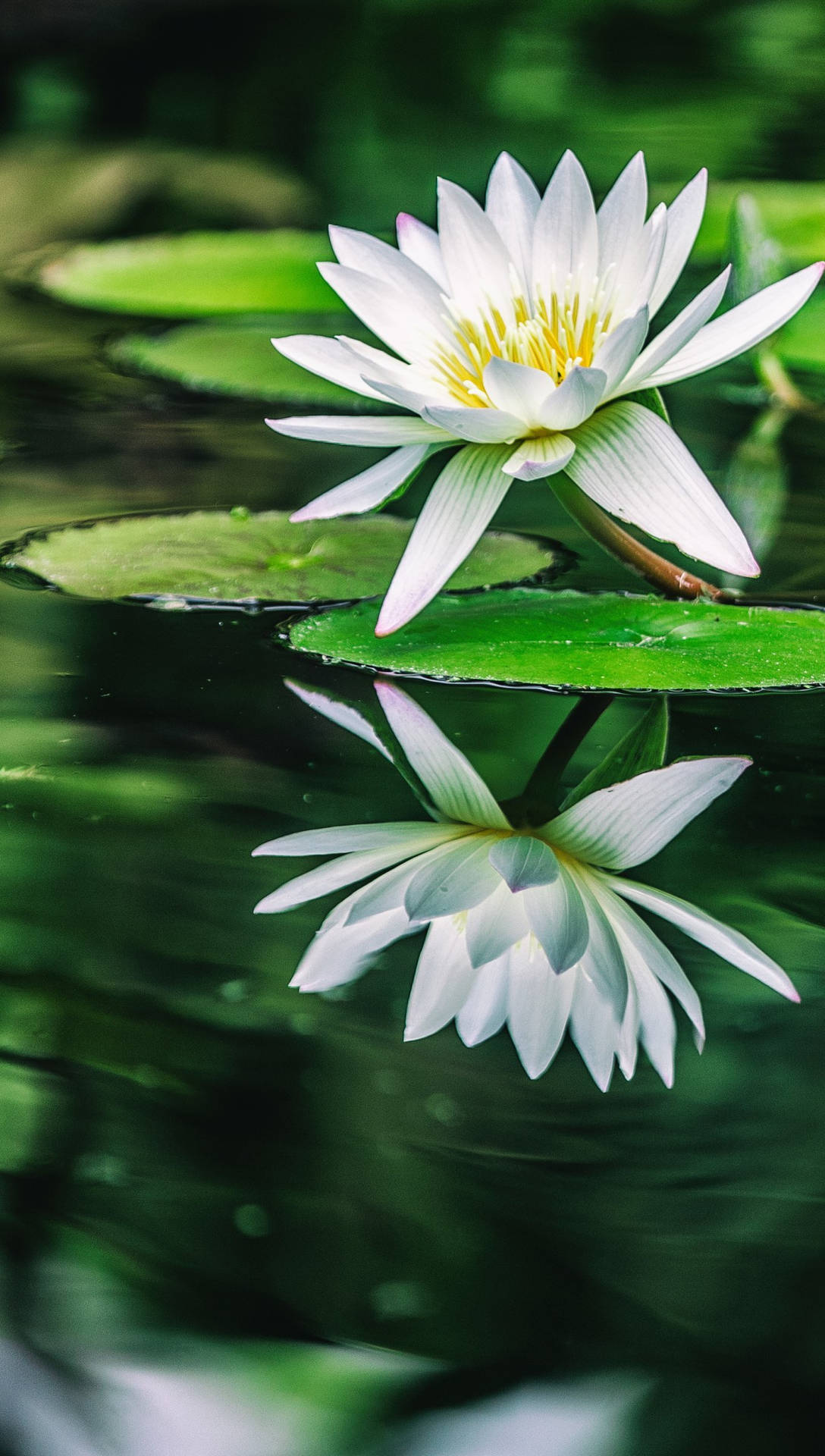 White Flower iPhone Wallpaper