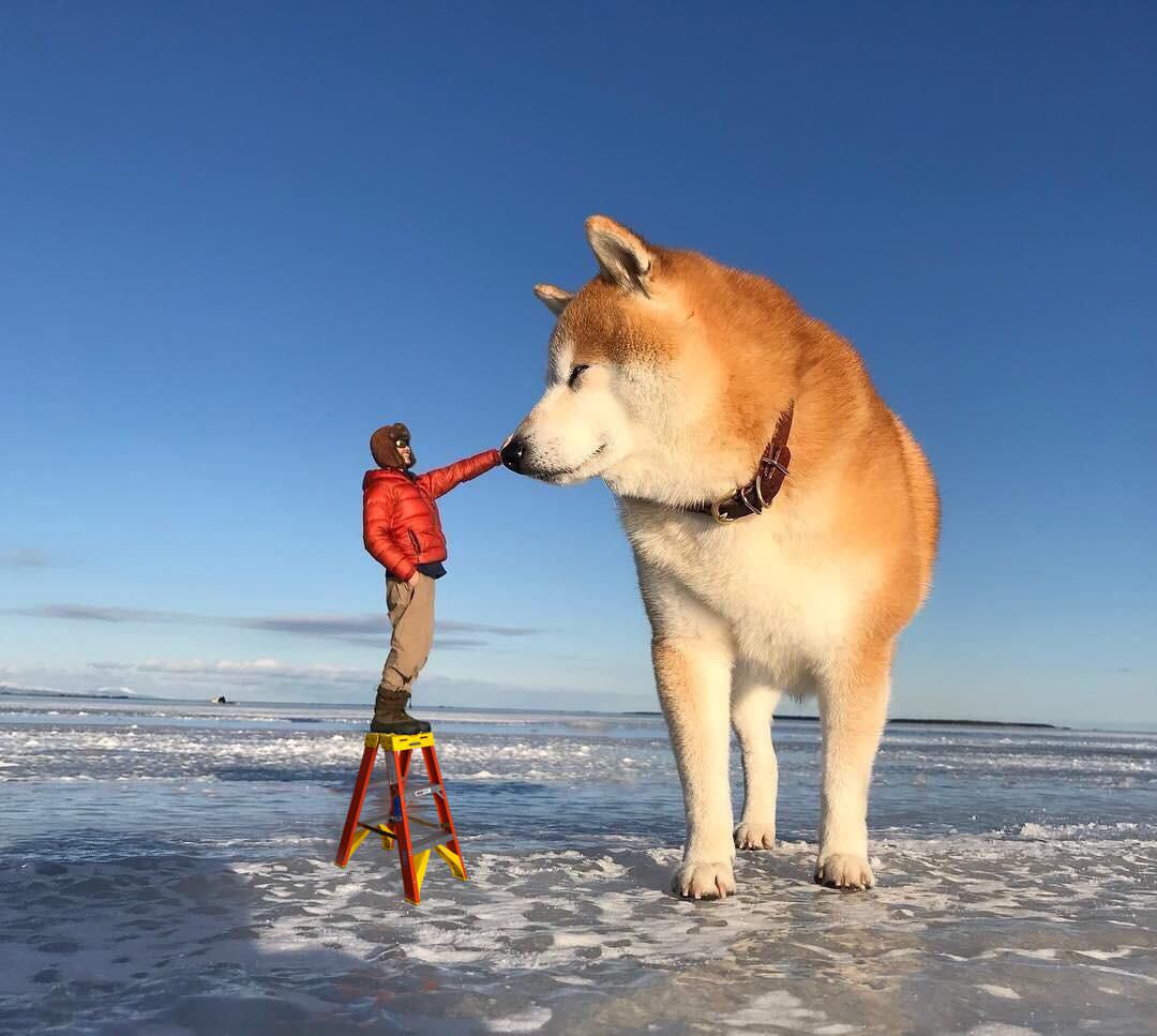 Psbattle This Shibe Posing With His Owner In The Background