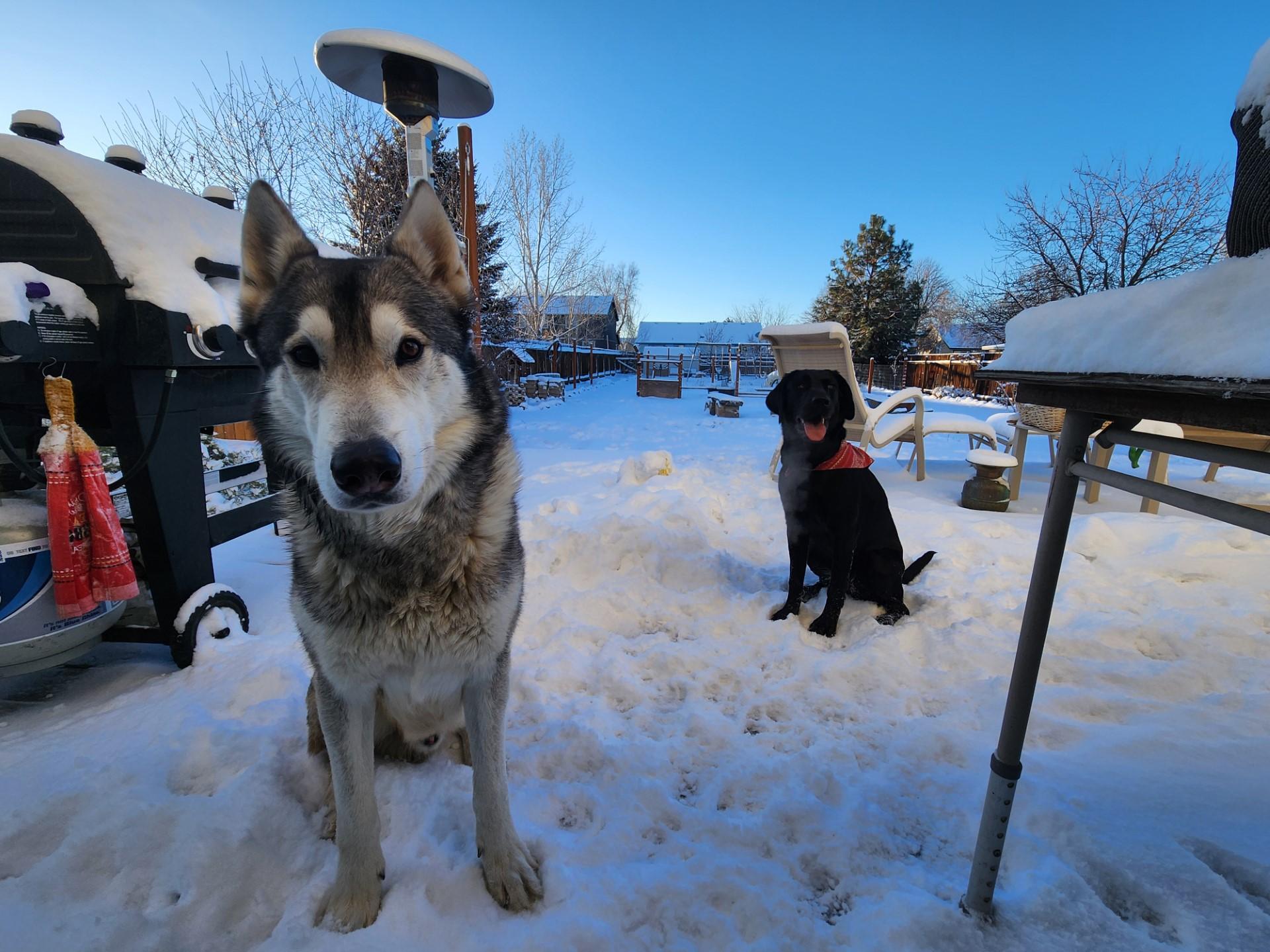 Photos Local Pets Make The Most Of This Weekend S Snowfall