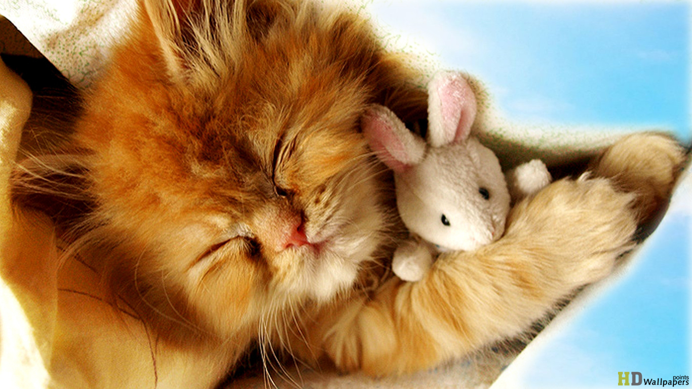 Cute Baby Kittens Sleep Wallpaper