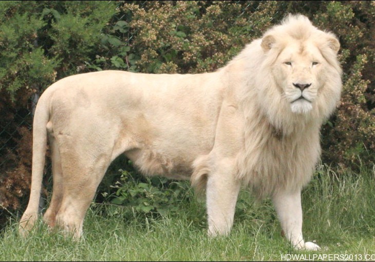 white lion wallpapers hd wallpapers white lion wallpapers hd