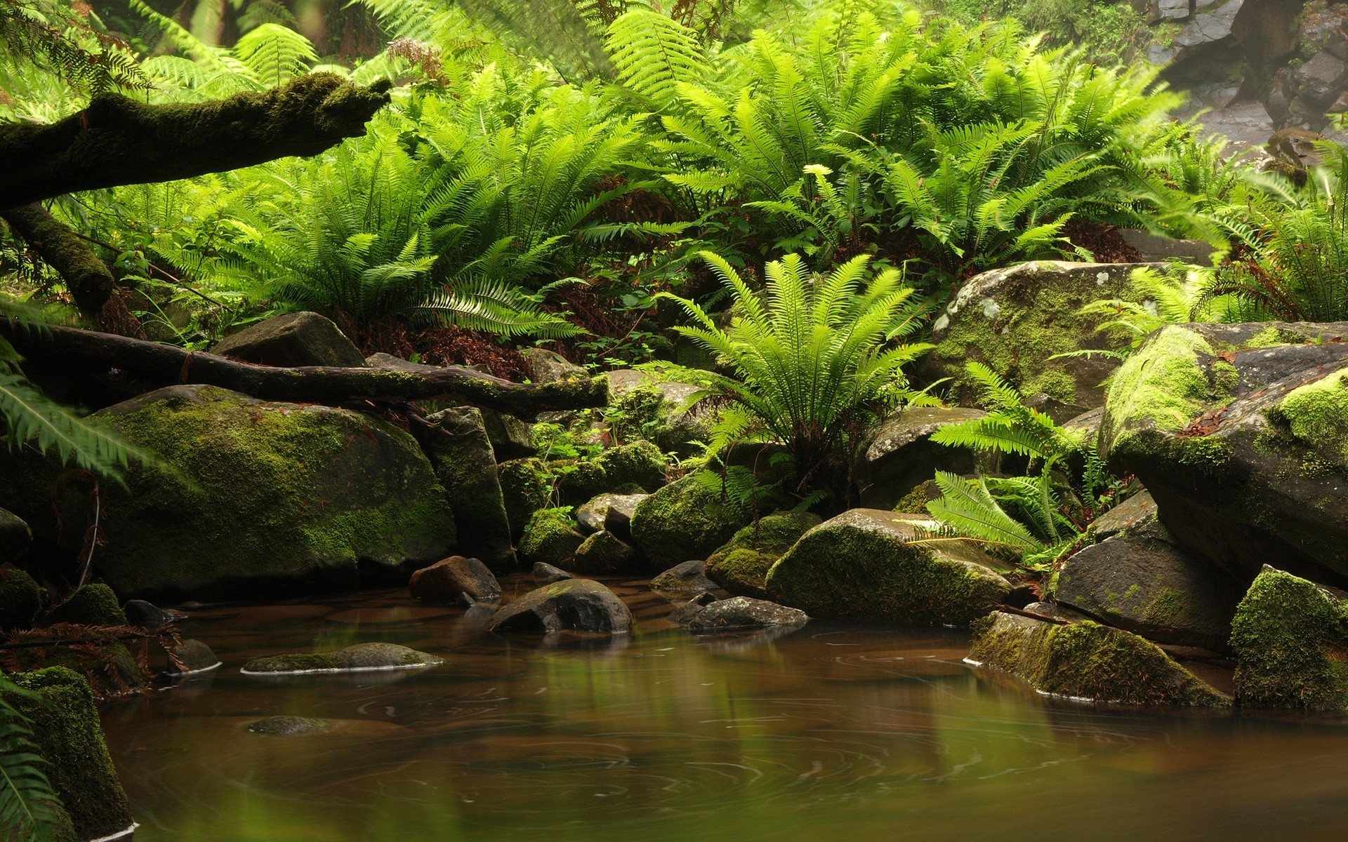 Tropical Swamp HD Desktop Wallpaper