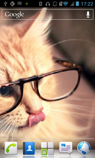 Bigger Cat With Glasses HD Wallpaper For Android Screenshot