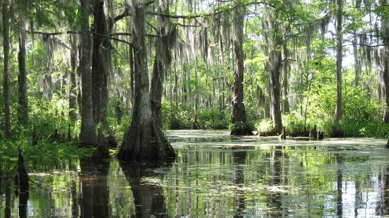 Typical Louisiana Bayou Scene Picture Of Honey Island Swamp