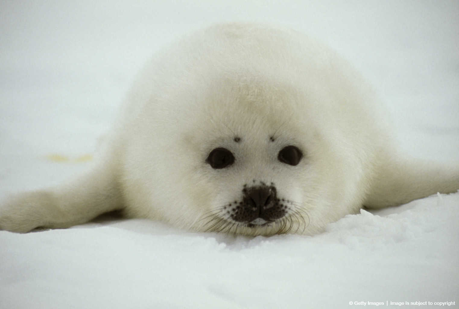 Animals Baby Animal Seal