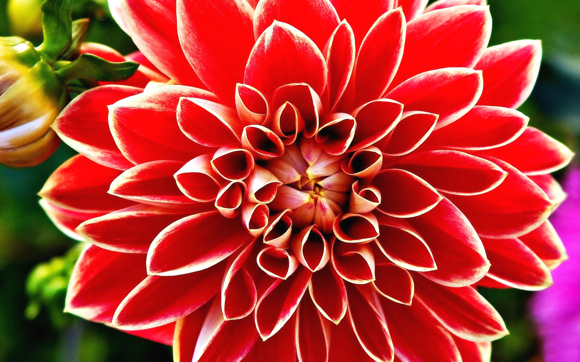 Desktop Wallpaper Of Dahlia Flower Puter