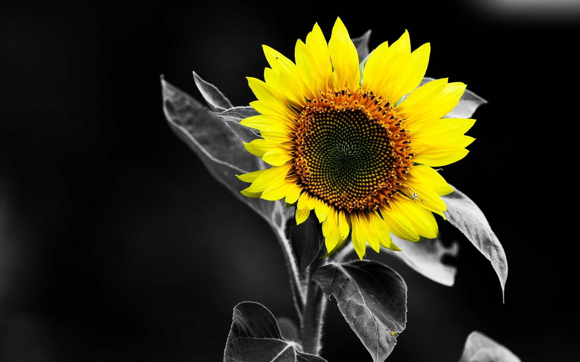 Sunflower Black And White Yellow Color HD Wallpaper