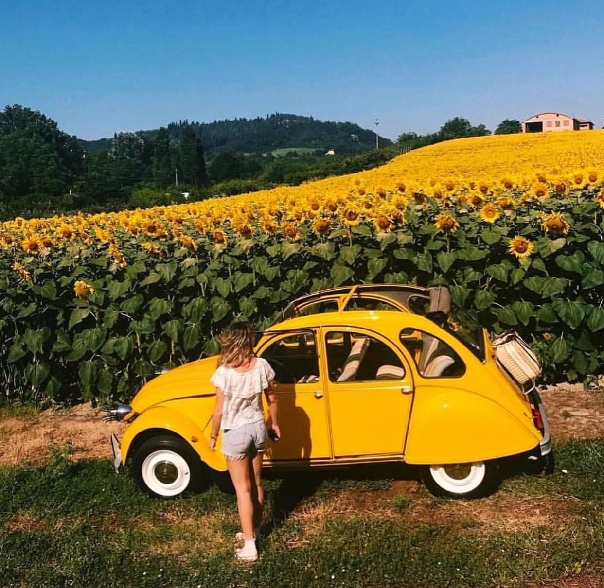 Yellow Aesthetic Image Wallpaper