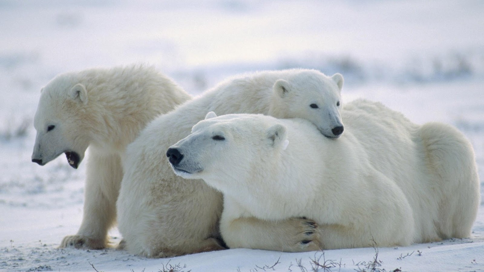 Polar Bears Family 1080p Bear Underwater X HD