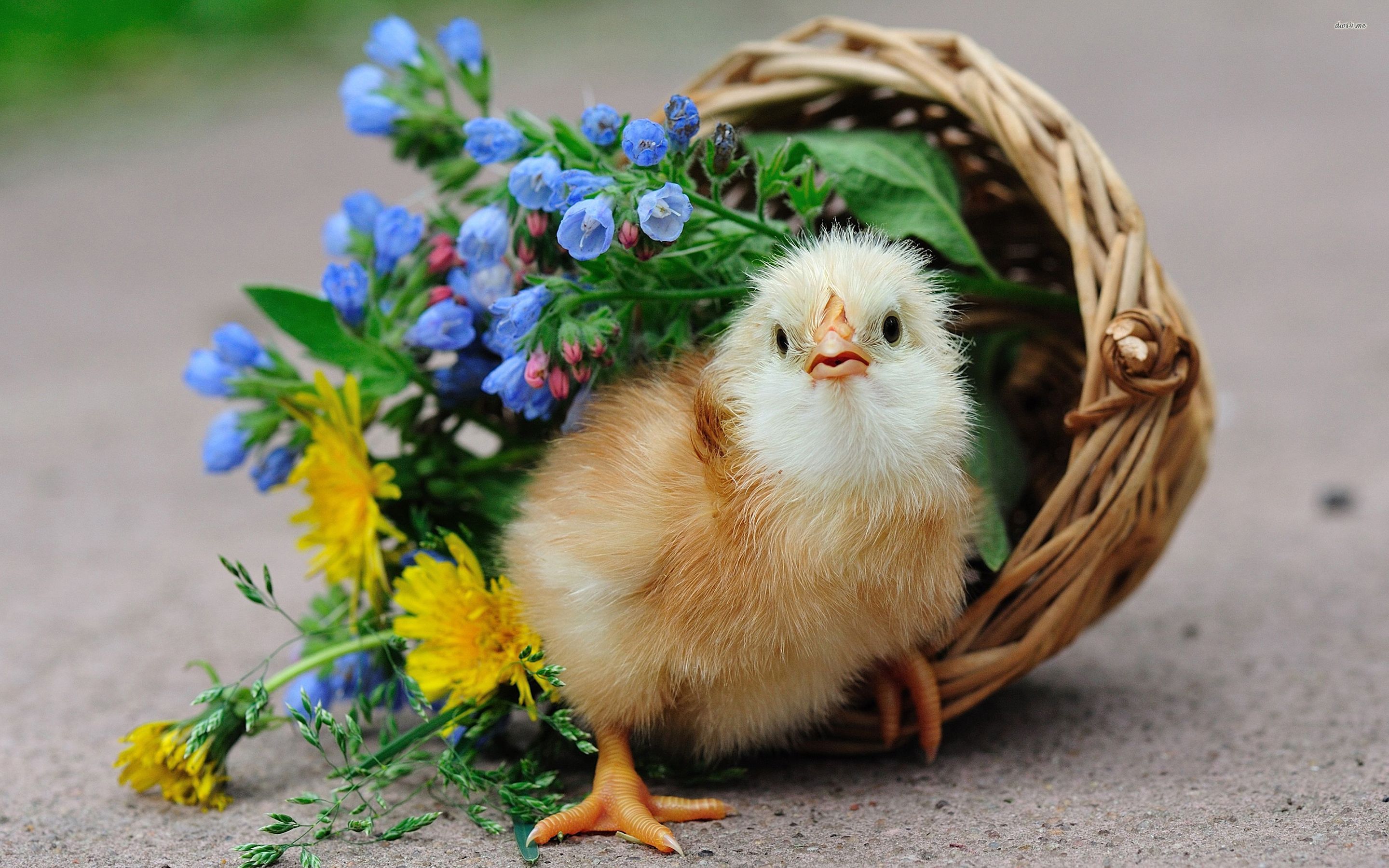 Chick In A Floral Basket Wallpaper Animal