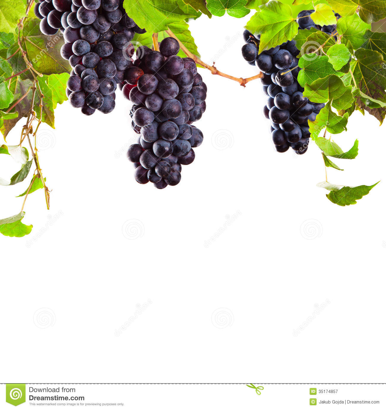 Grapes Border Mkdc