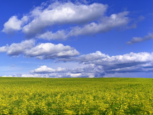 Field With Flowers Under The Sky Wallpaper Apps Directories