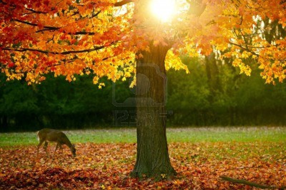 Fall Trees Wallpaper Harvest Background Season