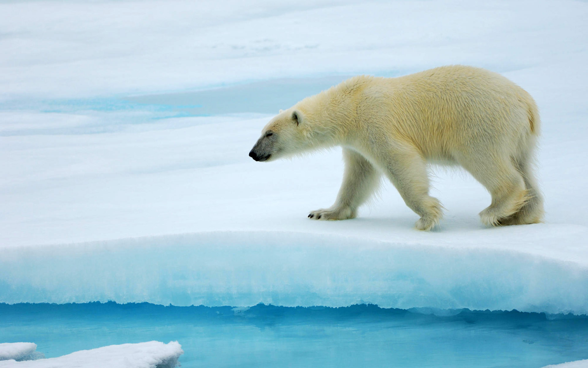 Polar Bear Wallpaper HD Desktop
