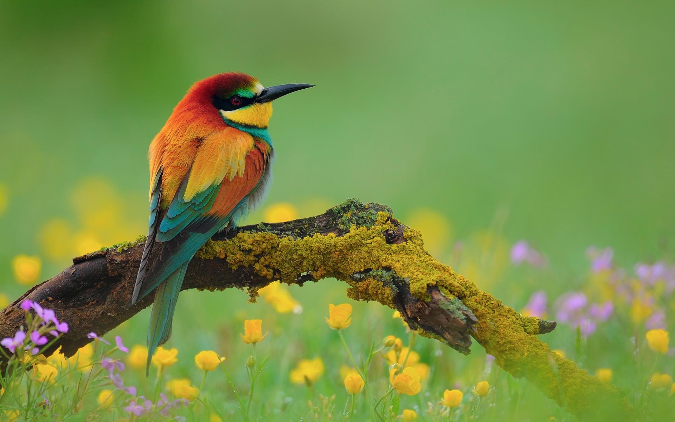 A vibrant European bee-eater perched on a moss-covered branch in a field of wildflowers